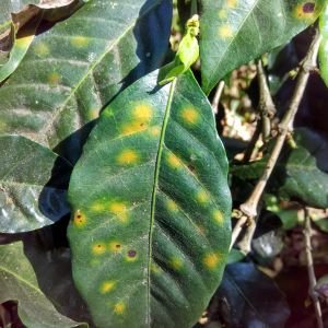 Crop Disease Detection